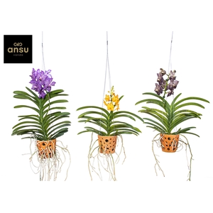 Vanda Gemengd Terracotta Hang