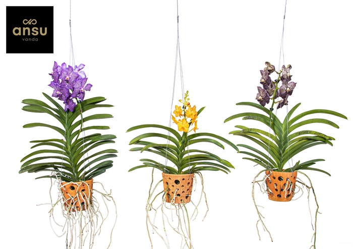 <h4>Vanda Gemengd Terracotta Hang</h4>