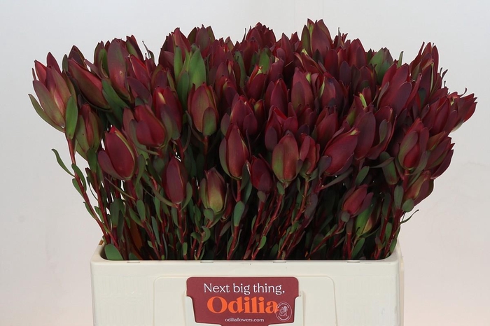 Leucadendron Senorita Spray