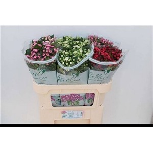 Bouvardia Mix Bucket