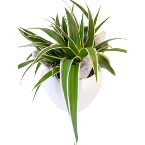 BPW16CHL Bolpot Wit Chlorophytum