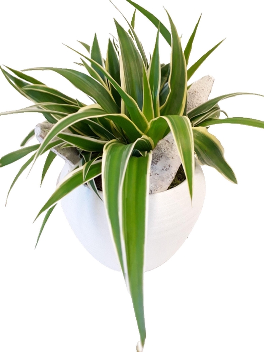 <h4>BPW16CHL Bolpot Wit Chlorophytum</h4>