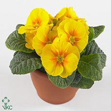 Primula ac. 'Salome Golden Yellow'