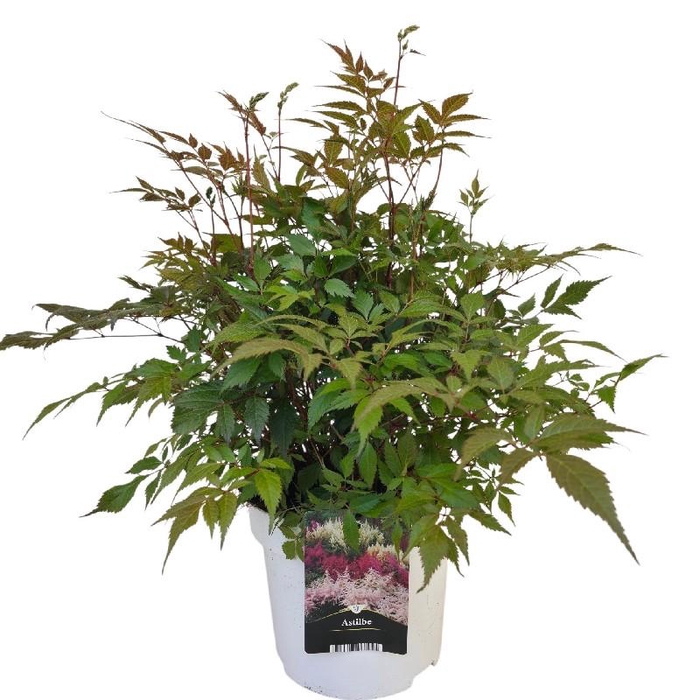 Astilbe wit Ton sur Ton