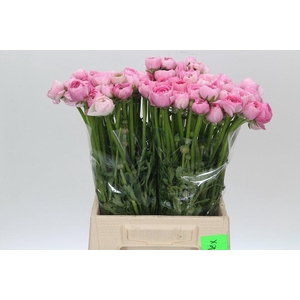 Ranunculus Elegance Pink