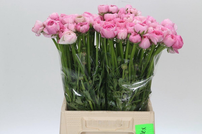 <h4>Ranunculus Elegance Pink</h4>