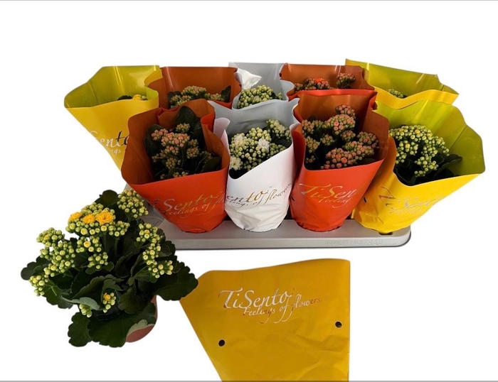 <h4>KAL GE GEM 3 KL</h4>