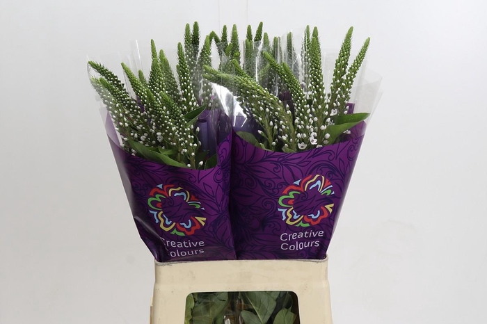 Lysimachia Elisabeth