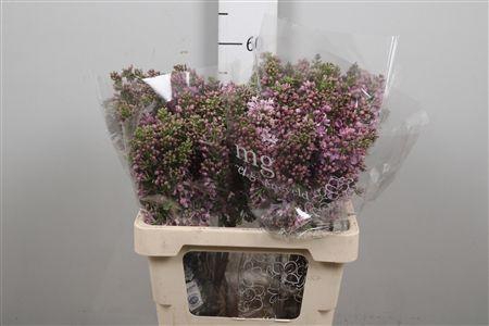 <h4>Syr V R V Horstenst 2+</h4>