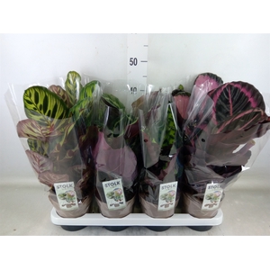 Calathea   ...mix 5