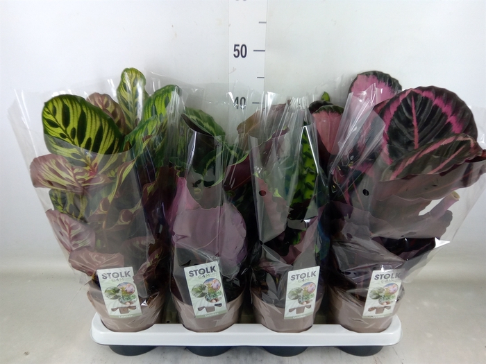 <h4>Calathea   ...mix 5</h4>