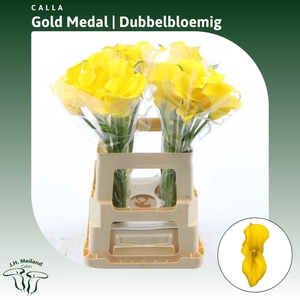 Calla Gold Medal | Dubbelbloemig