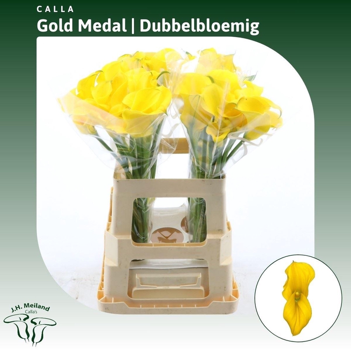 <h4>Calla Gold Medal | Dubbelbloemig</h4>