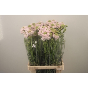 Scabiosa Focal Scoop Vanilla
