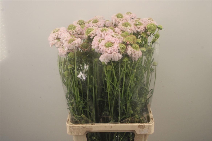 <h4>Scabiosa Focal Scoop Vanilla</h4>