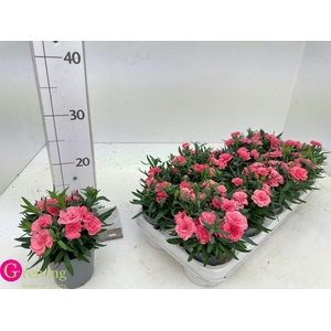 DIAN OSC PINK