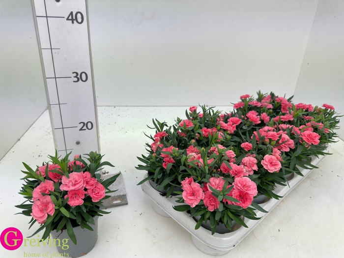 <h4>DIAN OSC PINK</h4>