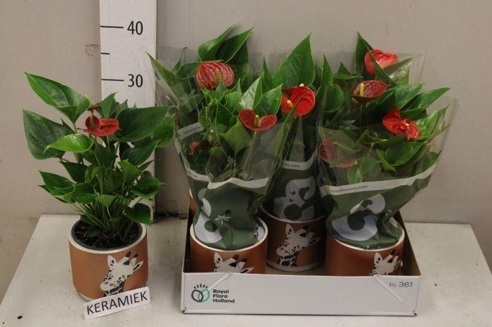 <h4>ARR ANTHURIUM</h4>