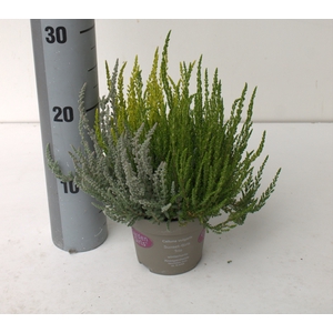 Calluna Garden Girls Sunset trio
