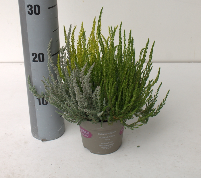 <h4>Calluna Garden Girls Sunset trio</h4>