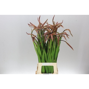 Chasmanthe Floribunda Saturnus