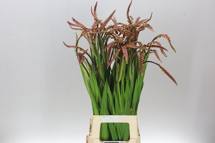 <h4>Chasmanthe Floribunda Saturnus</h4>