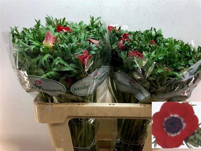 <h4>ANEM CO GALIL ROOD</h4>