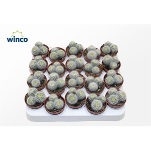 Notocactus Scopa (group)