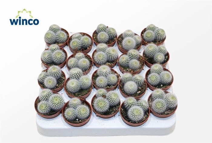 Notocactus Scopa (group)