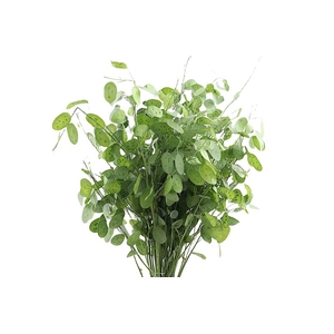Lunaria Fresh Green Extra