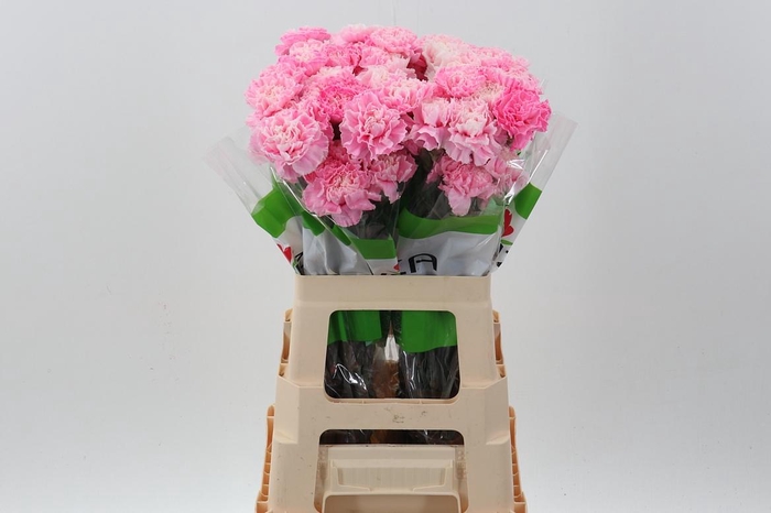 <h4>Di St Tinted Pastel Pink</h4>