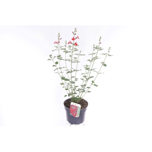 Salvia greggii Royal Bumble