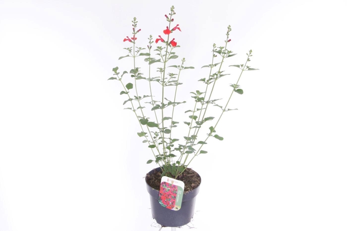 <h4>Salvia greggii Royal Bumble</h4>