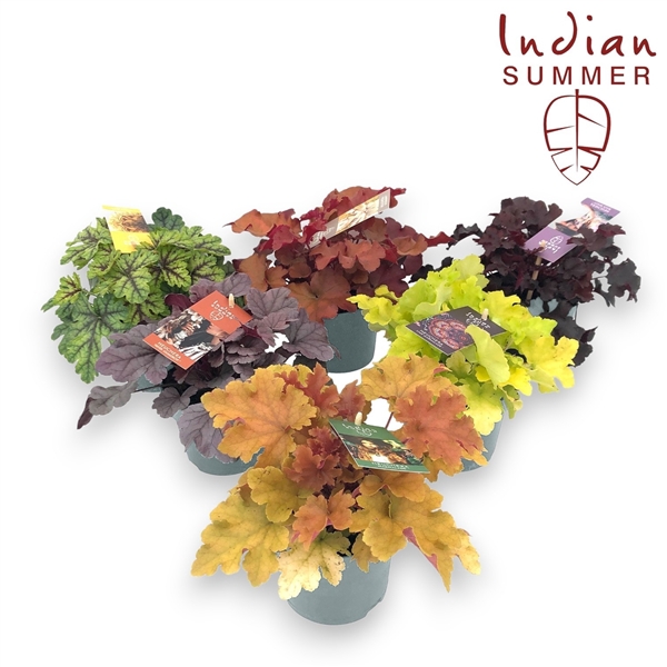 <h4>Heuchera 'Indian Summer' Mixlaag</h4>