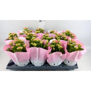 Kalanchoe blos.   ..rosebud