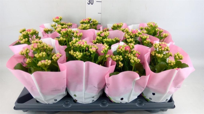 <h4>Kalanchoe blos.   ..rosebud</h4>