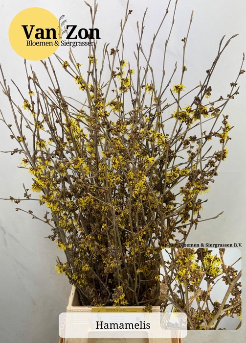 <h4>HAMA PALLIDA</h4>