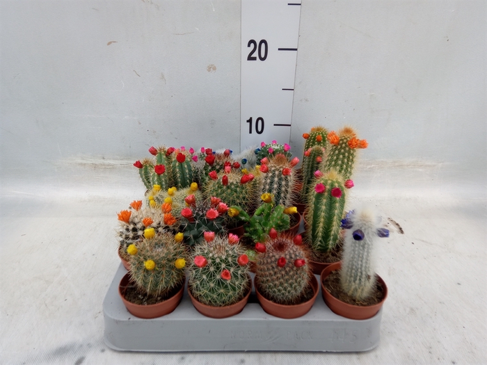 <h4>Cactus   ...decorated</h4>