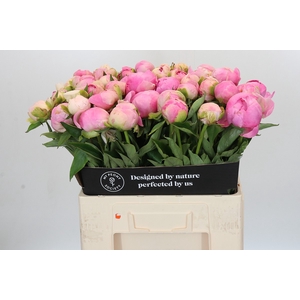 Paeonia Pink Giant