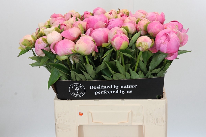 <h4>Paeonia Pink Giant</h4>