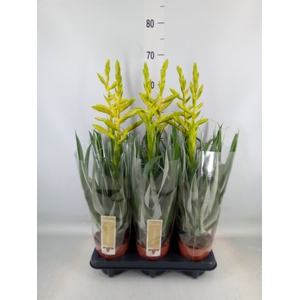 Tillandsia oerstediana