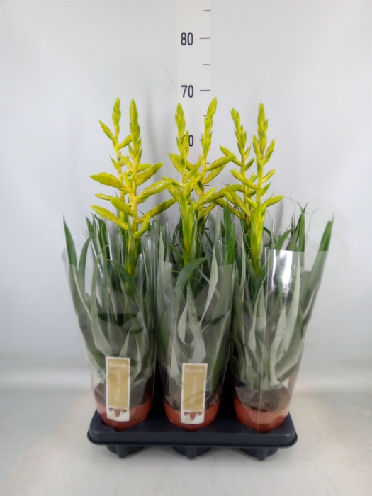 <h4>Tillandsia oerstediana</h4>