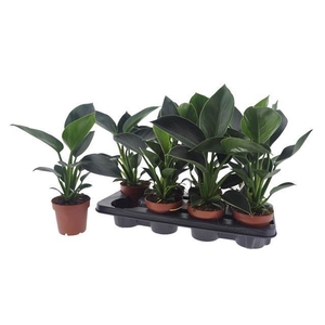 Philodendron  'Green Princess'