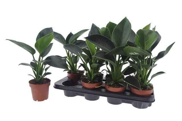 <h4>Philodendron  'Green Princess'</h4>
