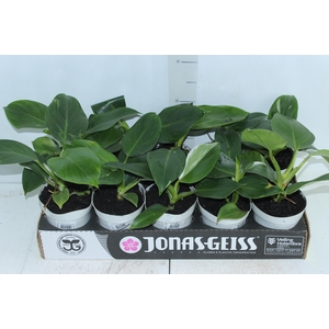 PHILODENDRON WHITE WIZARD P12