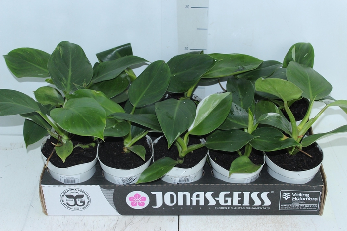 <h4>PHILODENDRON WHITE WIZARD P12</h4>