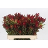 Leucadendron Blush Spray