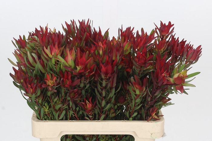 Leucadendron Blush Spray