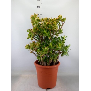 Crassula ovata 'Sunset'