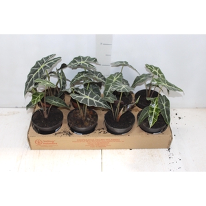 ALOCASIA POLLY P12